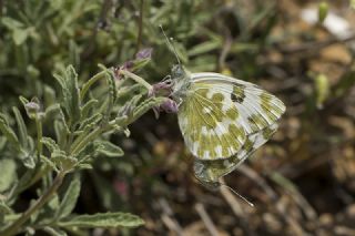 Yeni Beneklimelek (Pontia edusa)