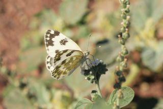 Yeni Beneklimelek (Pontia edusa)