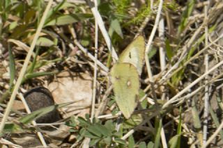 Sarı Azamet (Colias croceus)