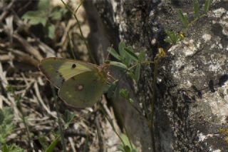 Sar Azamet (Colias croceus)