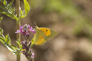 Sar� Azamet&nbsp;(Colias&nbsp;croceus)