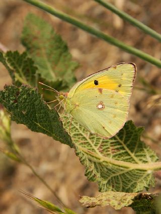 Sar Azamet (Colias croceus)