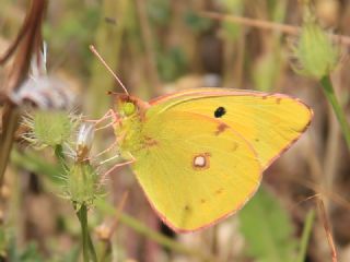 Sar Azamet (Colias croceus)