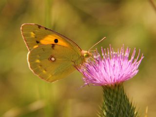 Sar Azamet (Colias croceus)