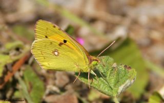 Sar Azamet (Colias croceus)