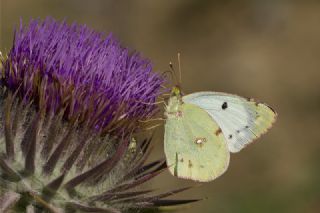 Sar Azamet (Colias croceus)