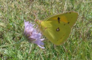 Sar� Azamet&nbsp;(Colias&nbsp;croceus)