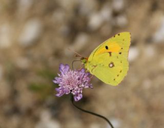 Sar� Azamet&nbsp;(Colias&nbsp;croceus)