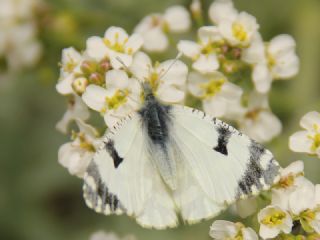 Da Oykls (Euchloe ausonia)