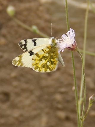 Da Oykls (Euchloe ausonia)