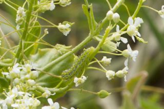 Da Oykls (Euchloe ausonia)