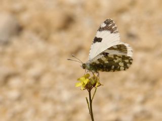 Da Oykls (Euchloe ausonia)