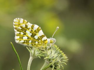 Da Oykls (Euchloe ausonia)