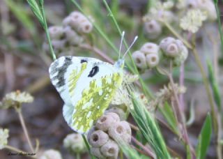 Da Oykls (Euchloe ausonia)