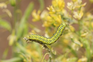 Da Oykls (Euchloe ausonia)