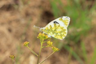 Da Oykls (Euchloe ausonia)