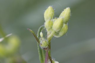 Da Oykls (Euchloe ausonia)
