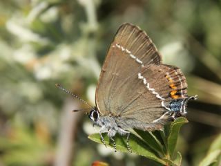 Gzel Sevbeni (Satyrium spini)