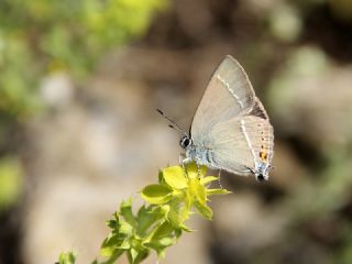 Gzel Sevbeni (Satyrium spini)