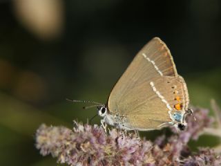 Gzel Sevbeni (Satyrium spini)