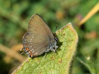 Byk Sevbeni (Satyrium ilicis)