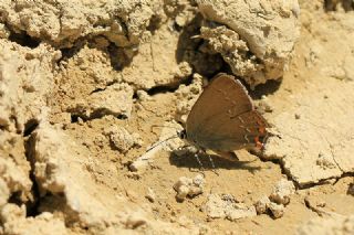 Byk Sevbeni (Satyrium ilicis)