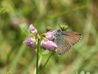 Byk Sevbeni (Satyrium ilicis)