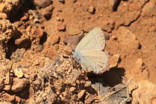 Mavi Benekli Sevbeni (Satyrium zabni)