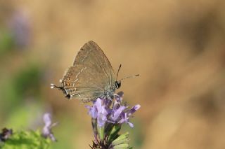 Mavi Benekli Sevbeni (Satyrium zabni)