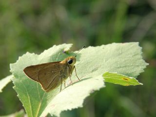 Beyaz �illi Kara Z�pz�p&nbsp;(Pelopidas &nbsp;thrax)