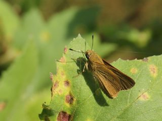 Beyaz �illi Kara Z�pz�p&nbsp;(Pelopidas &nbsp;thrax)