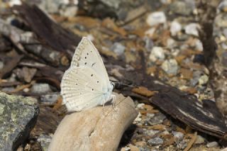�okg�zl� Dafnis&nbsp;(Polyommatus&nbsp;daphnis)