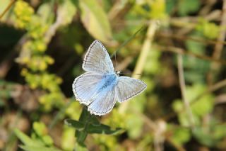 okgzl Dafnis (Polyommatus daphnis)