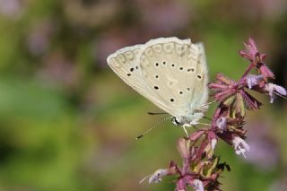 okgzl Dafnis (Polyommatus daphnis)