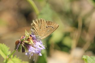 okgzl Dafnis (Polyommatus daphnis)