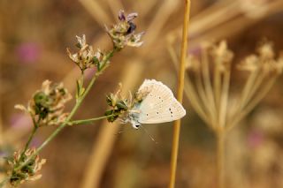 okgzl Dafnis (Polyommatus daphnis)