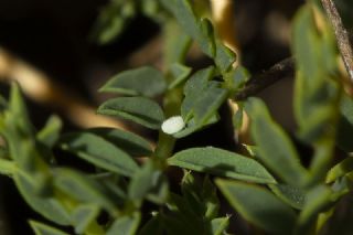 okgzl Dafnis (Polyommatus daphnis)