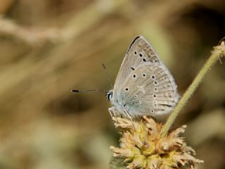 okgzl Dafnis (Polyommatus daphnis)