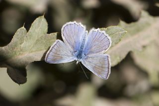 okgzl Dafnis (Polyommatus daphnis)