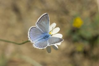 okgzl Dafnis (Polyommatus daphnis)