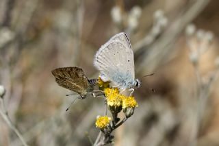 okgzl Dafnis (Polyommatus daphnis)