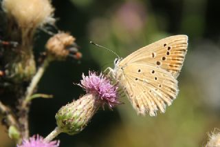 okgzl Dafnis (Polyommatus daphnis)