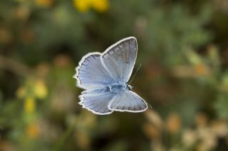 okgzl Dafnis (Polyommatus daphnis)