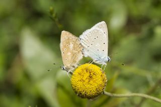 okgzl Dafnis (Polyommatus daphnis)