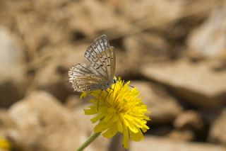 okgzl Dafnis (Polyommatus daphnis)