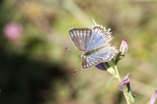 okgzl Dafnis (Polyommatus daphnis)