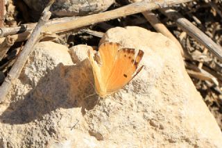 Mezopotamya Kolotisi (Colotis fausta)