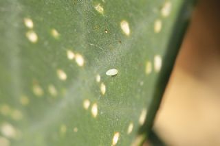 Mezopotamya Kolotisi (Colotis fausta)