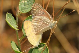 Mezopotamya Kolotisi (Colotis fausta)