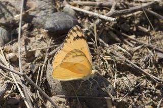 Mezopotamya Kolotisi&nbsp;(Colotis&nbsp;fausta)